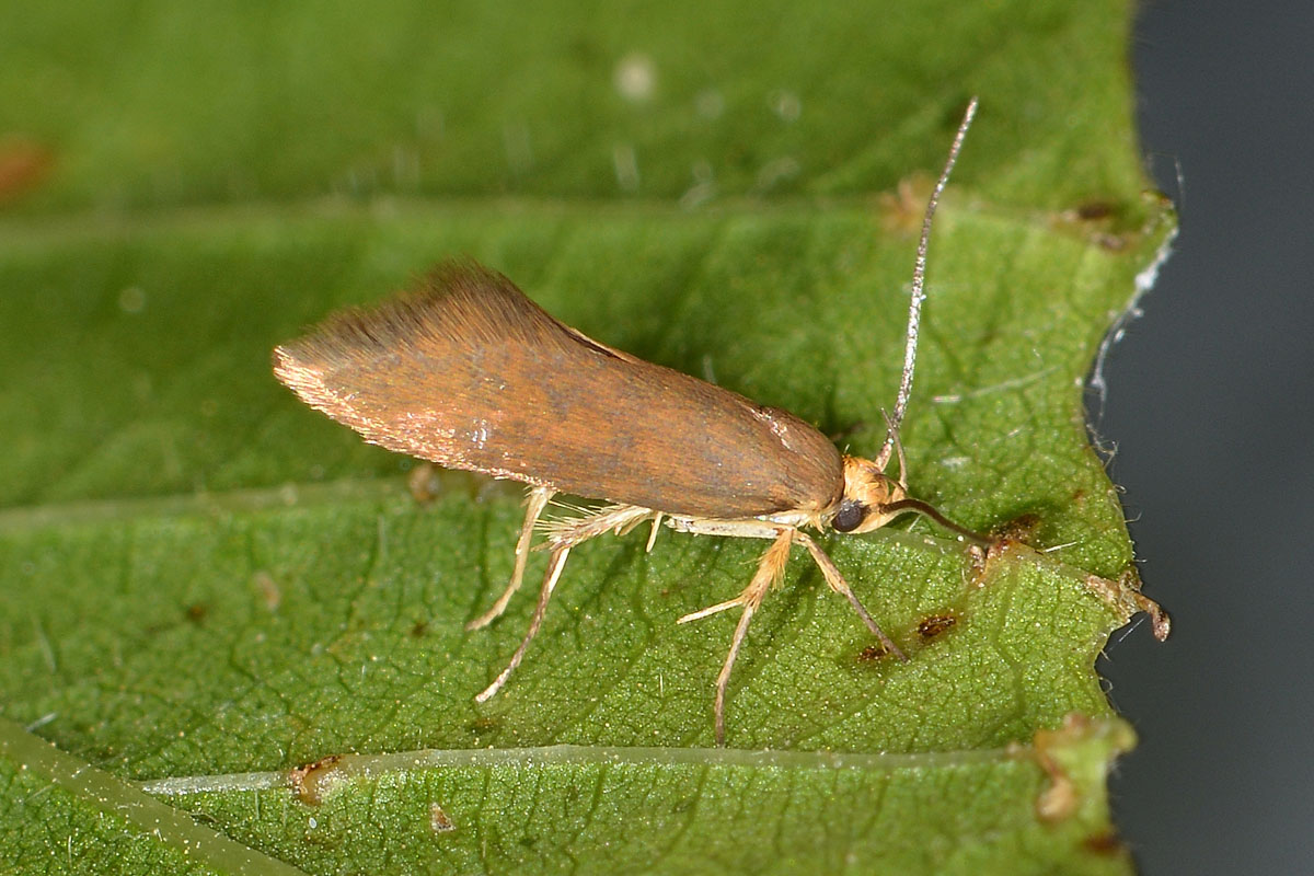 Crassa unitella? S -  Oecophoridae